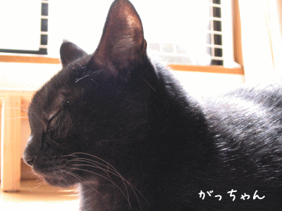 a0166338_2037137.gif