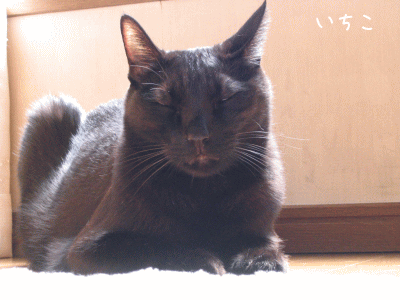 a0166338_20374273.gif