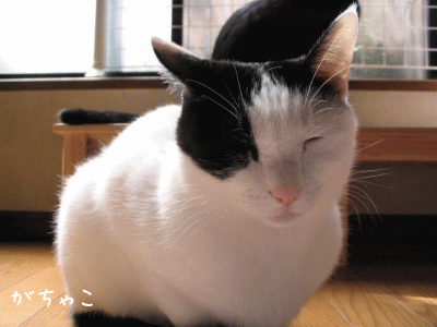 a0166338_2039485.gif