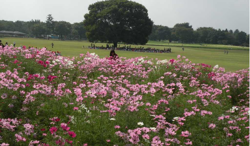 １０月１３日　　昭和記念公園のコスモスも見頃です。_f0117041_16185151.jpg