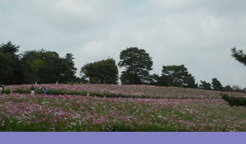 １０月１３日　　昭和記念公園のコスモスも見頃です。_f0117041_1619163.jpg