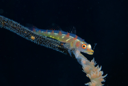 タテスジハタ幼魚&フリソデエビのペア!!_b0186442_21545168.jpg
