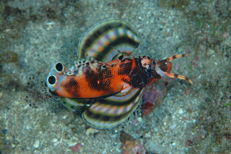 タテスジハタ幼魚＆フリソデエビのペア！！_b0186442_21551639.jpg