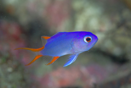 タテスジハタ幼魚&フリソデエビのペア!!_b0186442_21555452.jpg