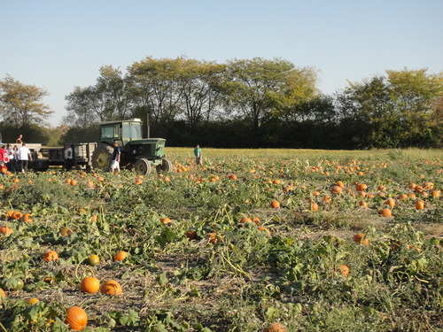 Pumpkin Patchへ_b0191749_9264068.jpg