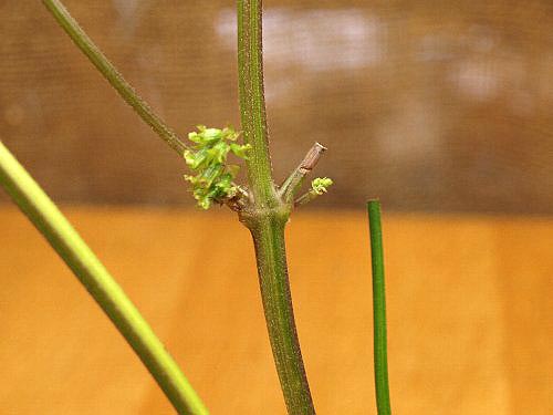 花が咲いた 紫蘇の茎の水栽培 ガジャのねーさんの 空をみあげて Hazle Cucu 花が咲いた 紫蘇の茎の水栽培 ガジャのねーさんの 空をみあげて Hazle Cucu