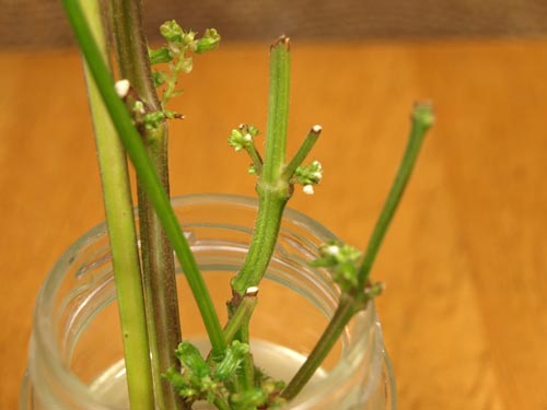 ☆花が咲いた・紫蘇の茎の水栽培☆_c0092953_1925326.jpg