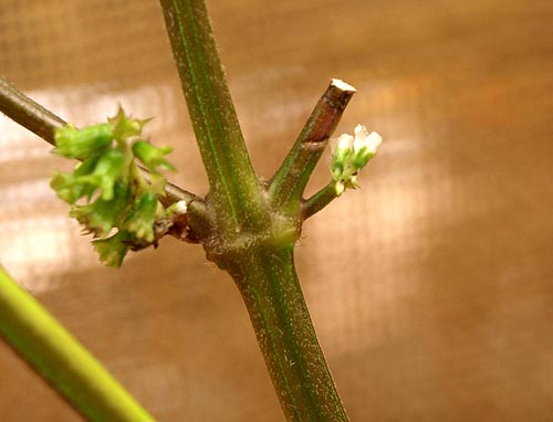 ☆花が咲いた・紫蘇の茎の水栽培☆_c0092953_19265631.jpg