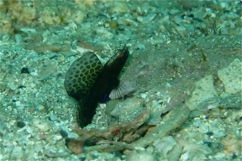 e0158261_21391582.jpg