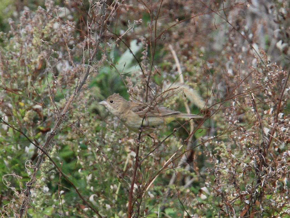 チャキンチョウ ズグロとの識別は や若齢では難しい 10 10 10石川県その2 蝶鳥ウォッチング チャキンチョウ ズグロとの識別は や若齢では難しい 10 10 10石川県その2 蝶鳥ウォッチング