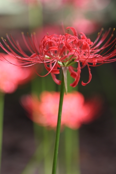 砧公園の彼岸花_b0188569_20554862.jpg