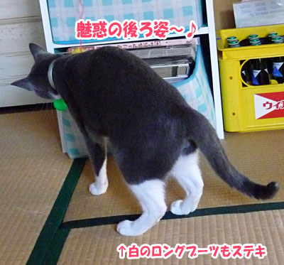 猫ドーピングといただきもの_a0119470_1421610.jpg