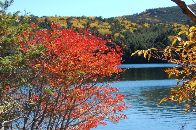 信州の紅葉だより２０１０　第一号・・・白駒池へ_d0172270_16394079.jpg