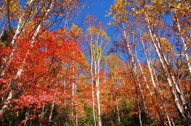 信州の紅葉だより２０１０　第一号・・・白駒池へ_d0172270_1703158.jpg