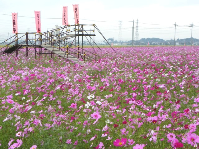 太田市にった花トピア 2010【コスモス】_b0004675_10441850.jpg