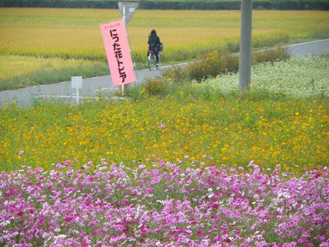 太田市にった花トピア 2010【コスモス】_b0004675_10484558.jpg