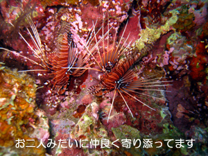 念願のファンダイビング♪_f0144385_13231193.jpg