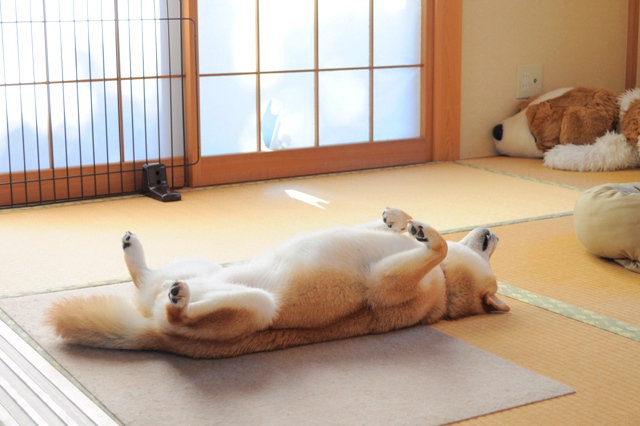 へそ天かぼちゃん_a0126590_4514472.jpg