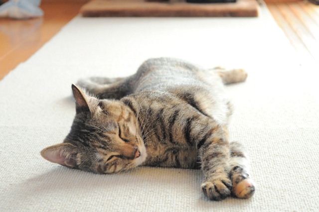へそ天かぼちゃん_a0126590_452137.jpg