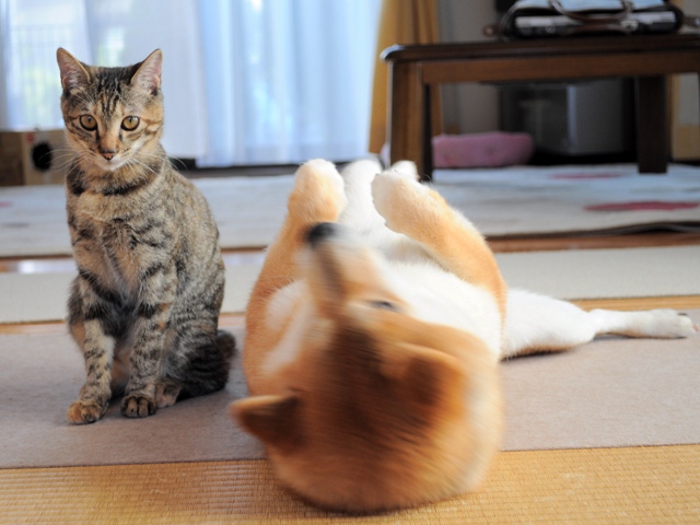 へそ天かぼちゃん_a0126590_4541235.jpg