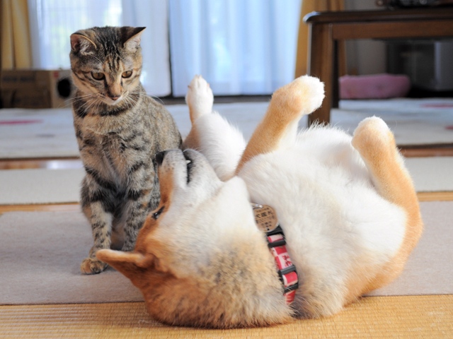 へそ天かぼちゃん_a0126590_4543254.jpg