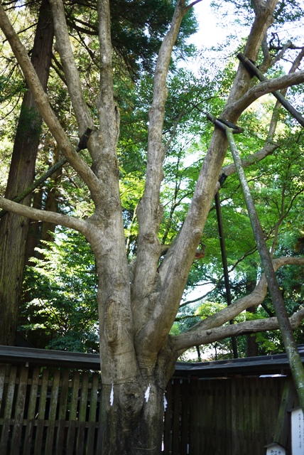 a0127090_2312523.jpg