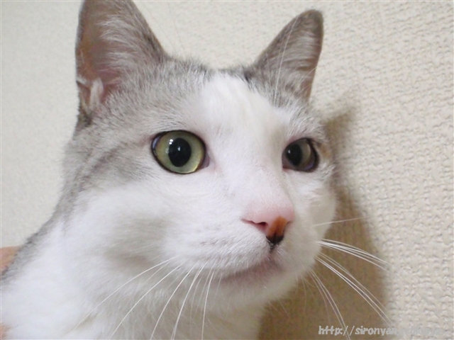 シロの目が ねこっかぶりねこ シロの目が ねこっかぶりねこ
