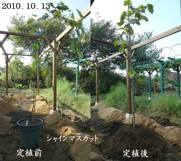 ぶどう シャインマスカット 養生苗を 新ぶどう棚に定植 趣味の 果樹 今年も ぶどう と 新たに 桜桃 に注力 ぶどう シャインマスカット 養生苗を 新ぶどう棚に定植 趣味の 果樹 今年も ぶどう と 新たに 桜桃 に注力
