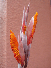 c0129702_21125545.gif