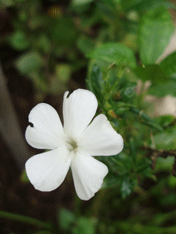 c0129702_21165217.gif