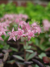c0129702_21184744.gif