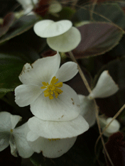 c0129702_2122959.gif