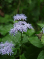 秋の花と実_c0129702_2127349.gif