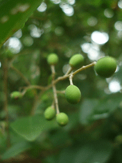 c0129702_21284357.gif