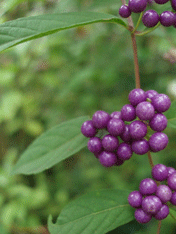 c0129702_21314394.gif