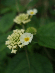 c0129702_21342454.gif