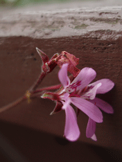 秋の花と実_c0129702_2136224.gif