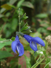 c0129702_2137479.gif