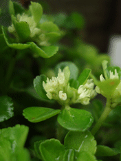 c0129702_213934100.gif