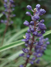 c0129702_21403716.gif
