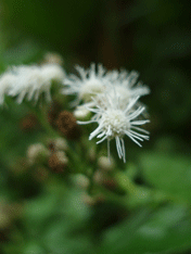 c0129702_21452468.gif