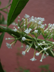 c0129702_21461827.gif