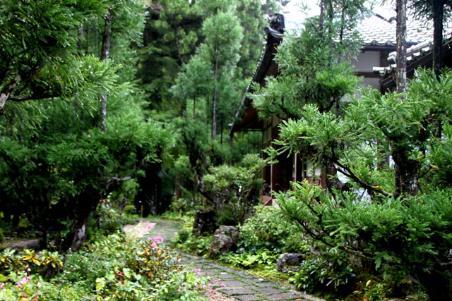 宗蓮寺 秋明菊_e0048413_2174139.jpg