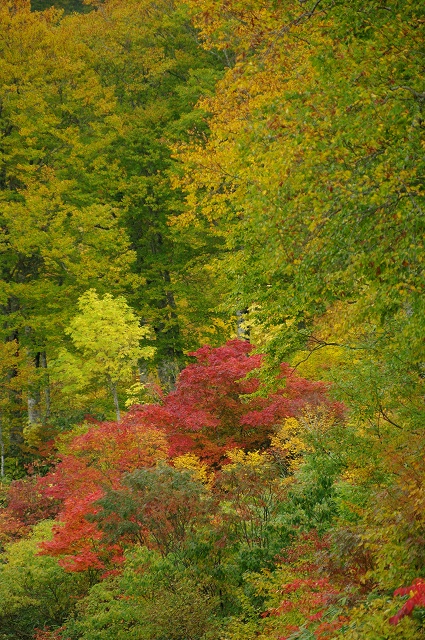 2010年シーズン紅葉　北信州　上ノ平高原からカヤの平_c0055515_23454341.jpg