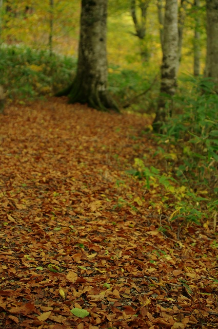 2010年シーズン紅葉　北信州　上ノ平高原からカヤの平_c0055515_2346337.jpg