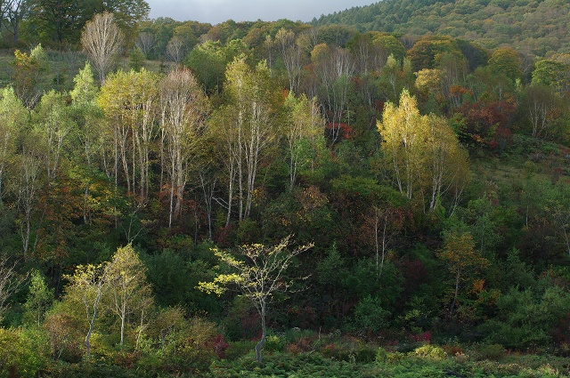 2010年シーズン紅葉　北信州　上ノ平高原からカヤの平_c0055515_23511898.jpg