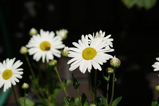 f0170524_121544.jpg