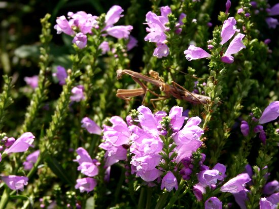 野の花も、、、_e0021129_3343436.jpg