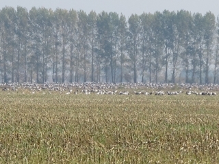 Ausflug nach Linum （鶴とかぼちゃの村へ）_f0224632_2295378.jpg