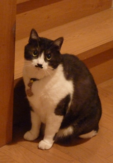猫のお友だち クロくん 珠ちゃん ビビちゃん編。_a0143140_2354134.jpg